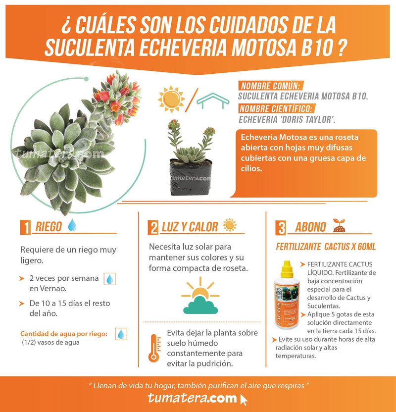 SUCULENTA ECHEVERIA MOTOSA B10 - Tumatera.co