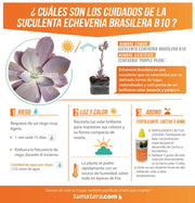 SUCULENTA ECHEVERIA BRASILERA B10 - Tumatera.co