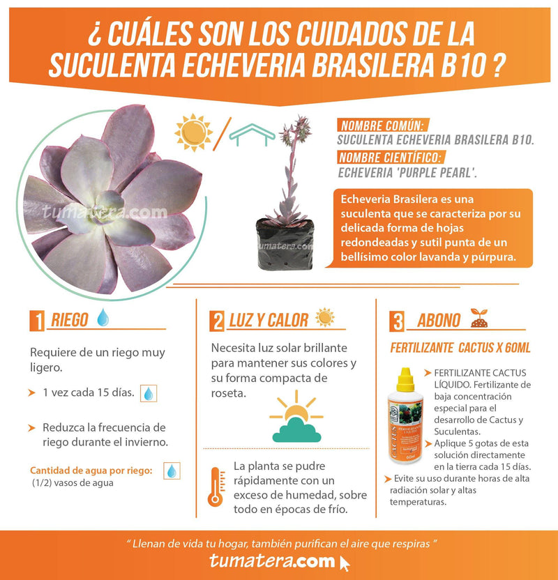 SUCULENTA ECHEVERIA BRASILERA B10 - Tumatera.co
