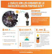 SUCULENTA ADEÓN PURPURA B20 - Tumatera.co