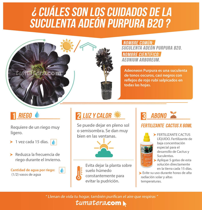 SUCULENTA ADEÓN PURPURA B20 - Tumatera.co