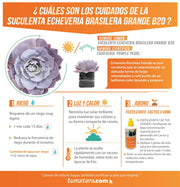SUCULENTA ECHEVERIA BRASILERA GRANDE B20 - Tumatera.co