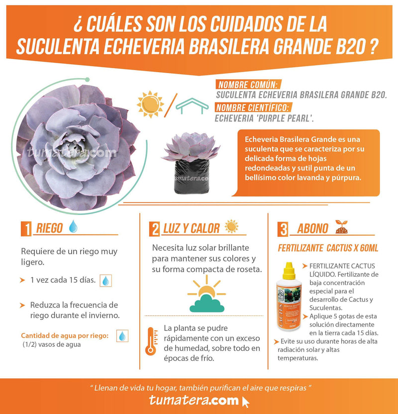 SUCULENTA ECHEVERIA BRASILERA GRANDE B20 - Tumatera.co