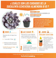 SUCULENTA ECHEVERIA ALMENDRA B10 - Tumatera.co