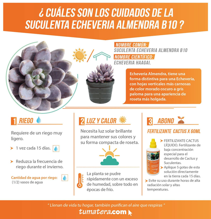 SUCULENTA ECHEVERIA ALMENDRA B10 - Tumatera.co
