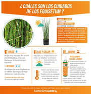PLANTA EQUISETUM B35 - Tumatera.co