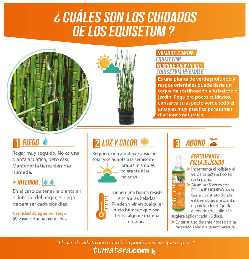 PLANTA EQUISETUM B35 - Tumatera.co