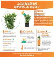 PLANTA BUXUS B35 - Tumatera.co
