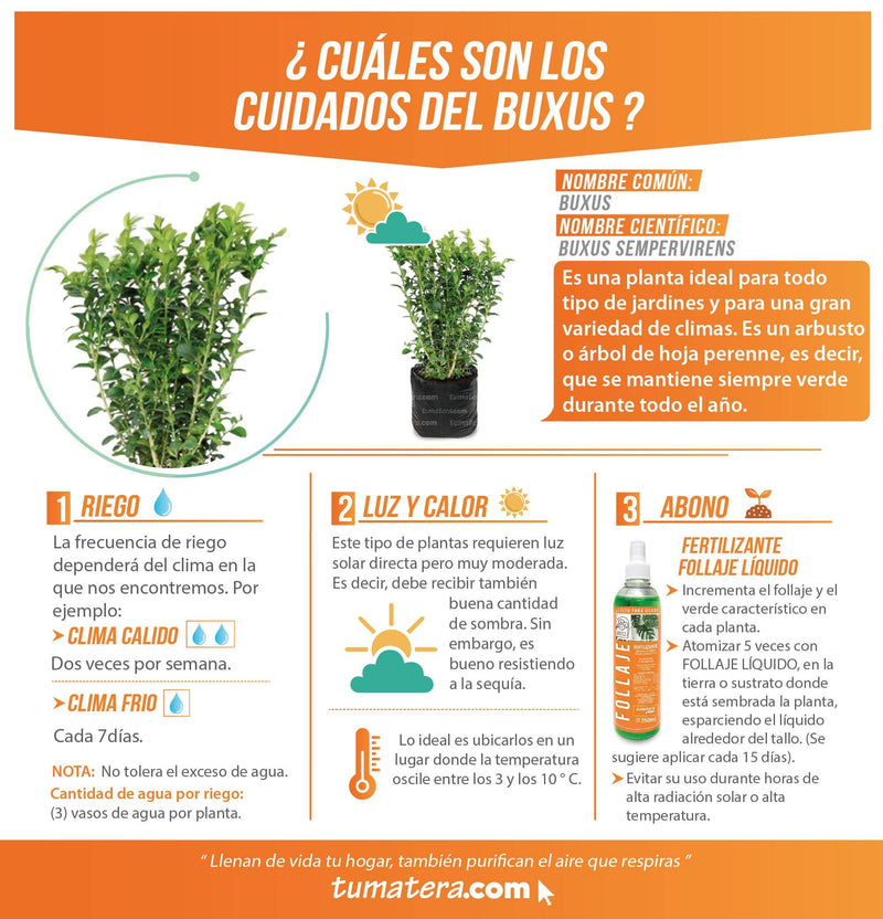 PLANTA BUXUS B35 - Tumatera.co