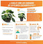 PLANTA CUCHARITA B10 - Tumatera.co