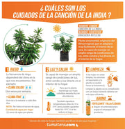PLANTA CANCIÓN DE LA INDIA B35 - Tumatera.co