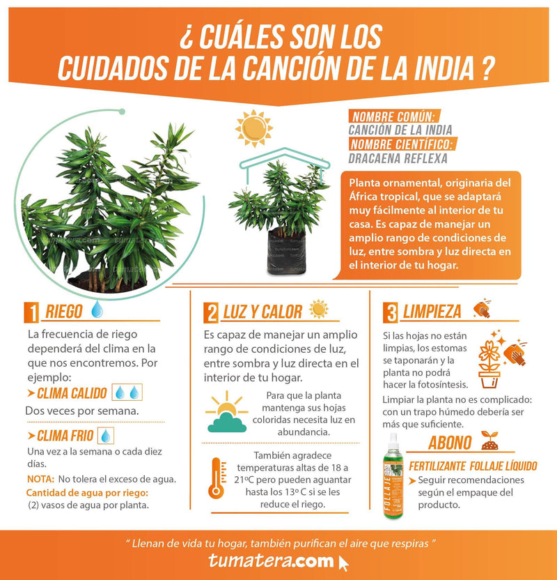 PLANTA CANCIÓN DE LA INDIA B35 - Tumatera.co