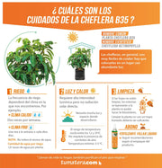 PLANTA CHEFLERA B35 - Tumatera.co