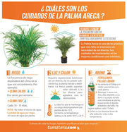 PLANTA PALMA ARECA B35 - Tumatera.co