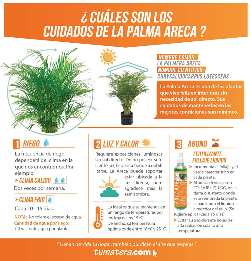 PLANTA PALMA ARECA B35 - Tumatera.co