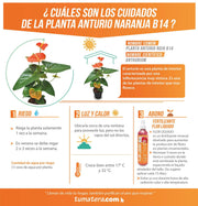 PLANTA ANTURIO NARANJA B14 - Tumatera.co