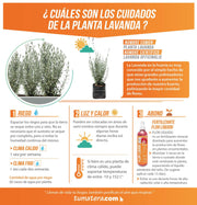 PLANTA LAVANDA B21 - Tumatera.co