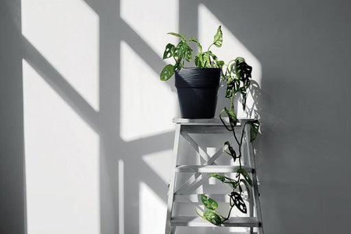 MATERA FURU 12 CM - Tumatera.co