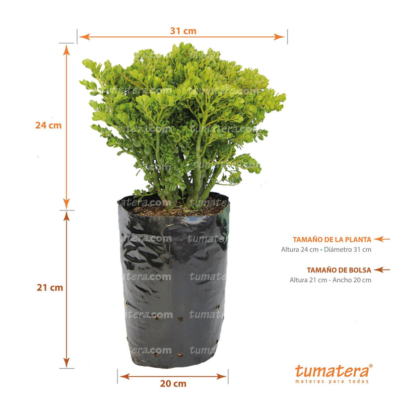 vista frontal principal fondo blanco con acercamiento  suculenta en bolsa especificaciones Medida de la planta: 31 cm Diámetro x 24 cm de Alto medidas  de la  bolsa: 20 cm de Ancho x 21 cm de Alto