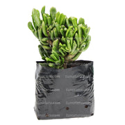 Suculenta Jade Chuec vista lateral