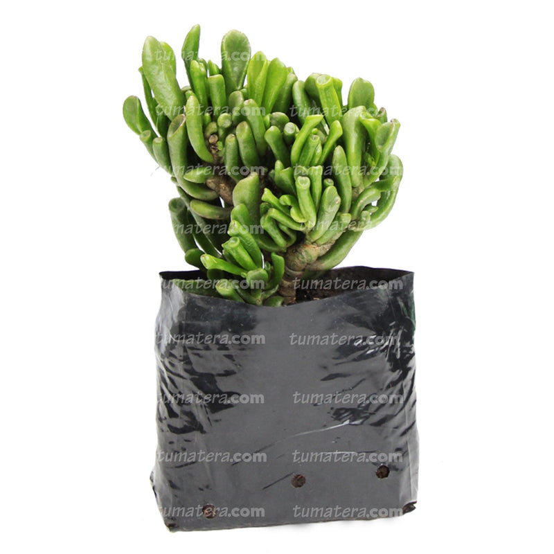 Suculenta Jade Chuec vista lateral