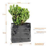 Suculenta Jade Chuec medidas