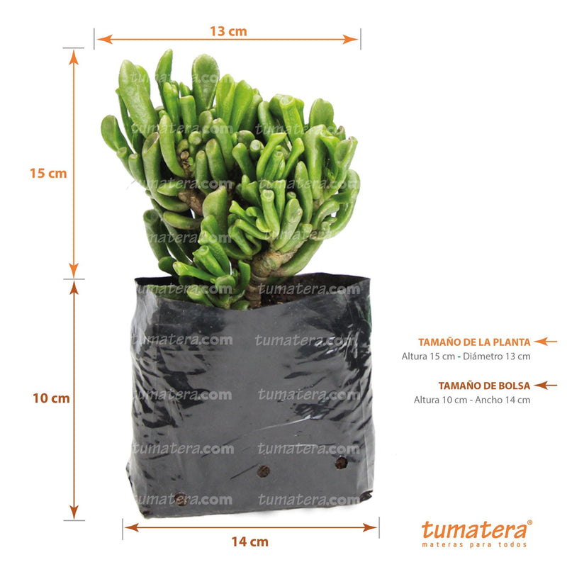 Suculenta Jade Chuec medidas