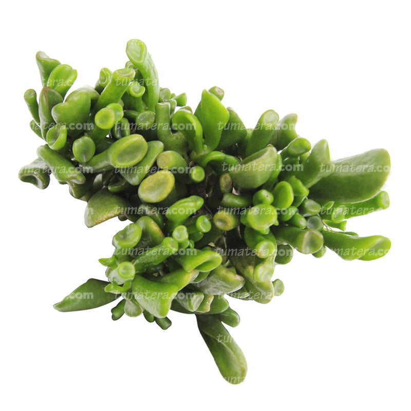 Suculenta Jade Chuec vista superior