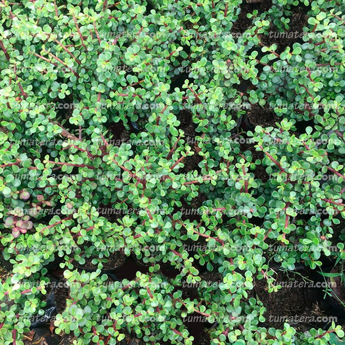 Suculenta Bonsái Jade Mini vista detallada de hojas en huerto