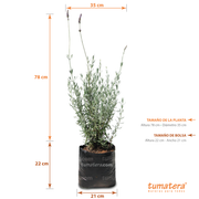 vista frontal fondo blanco planta en bolsa con especificaciones Medida de la planta: 35 cm de Diametro x 78 cm de Alto