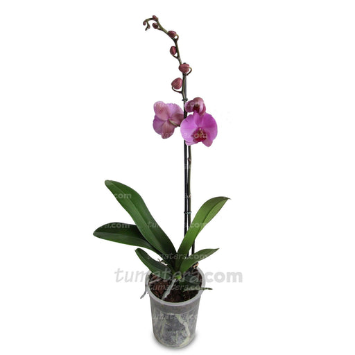 ORQUIDEA PHALAENOPSIS 1 VARA - Tumatera.co