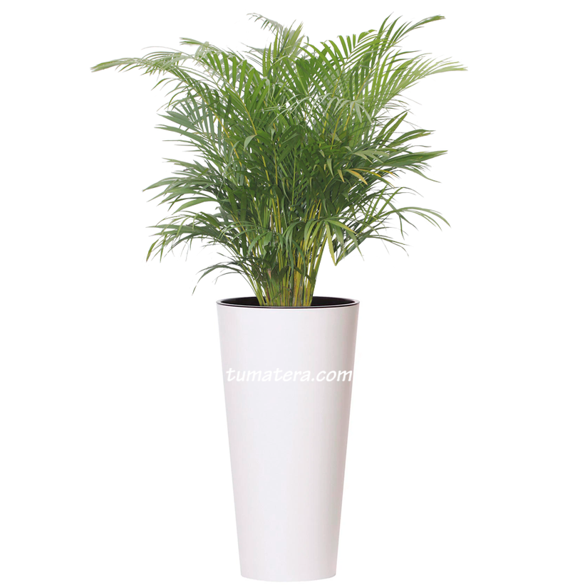 COMBO TUBUS 76 CM CON PALMA ARECA - Tumatera.co