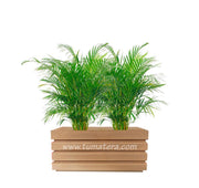 COMBO JARDINERA 70 CM CON PALMA ARECA - Tumatera.co