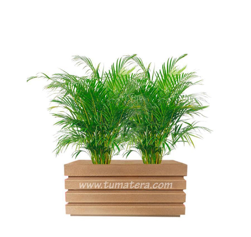 COMBO JARDINERA 70 CM CON PALMA ARECA - Tumatera.co