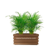 COMBO JARDINERA 70 CM CON PALMA ARECA - Tumatera.co