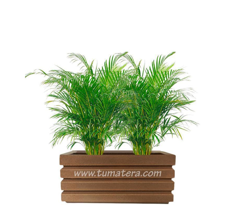 COMBO JARDINERA 70 CM CON PALMA ARECA - Tumatera.co