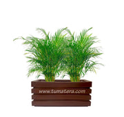 COMBO JARDINERA 70 CM CON PALMA ARECA - Tumatera.co