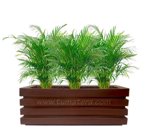COMBO JARDINERA 100 X 45 CM CON PALMA ARECA - Tumatera.co