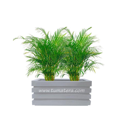 COMBO JARDINERA 70 CM CON PALMA ARECA - Tumatera.co