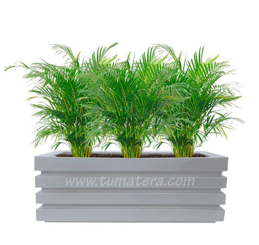 COMBO JARDINERA 100 X 45 CM CON PALMA ARECA - Tumatera.co