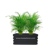 COMBO JARDINERA 70 CM CON PALMA ARECA - Tumatera.co