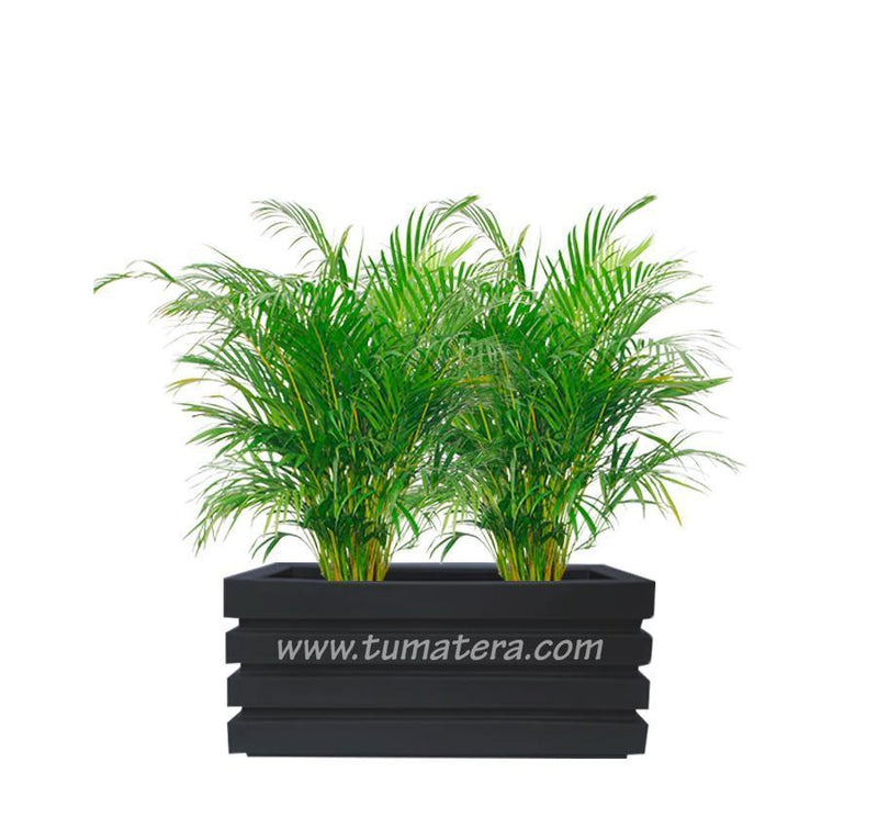COMBO JARDINERA 70 CM CON PALMA ARECA - Tumatera.co