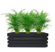 COMBO JARDINERA 100 X 45 CM CON PALMA ARECA - Tumatera.co
