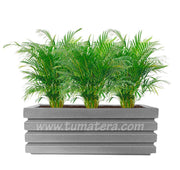 COMBO JARDINERA 100 X 45 CM CON PALMA ARECA - Tumatera.co