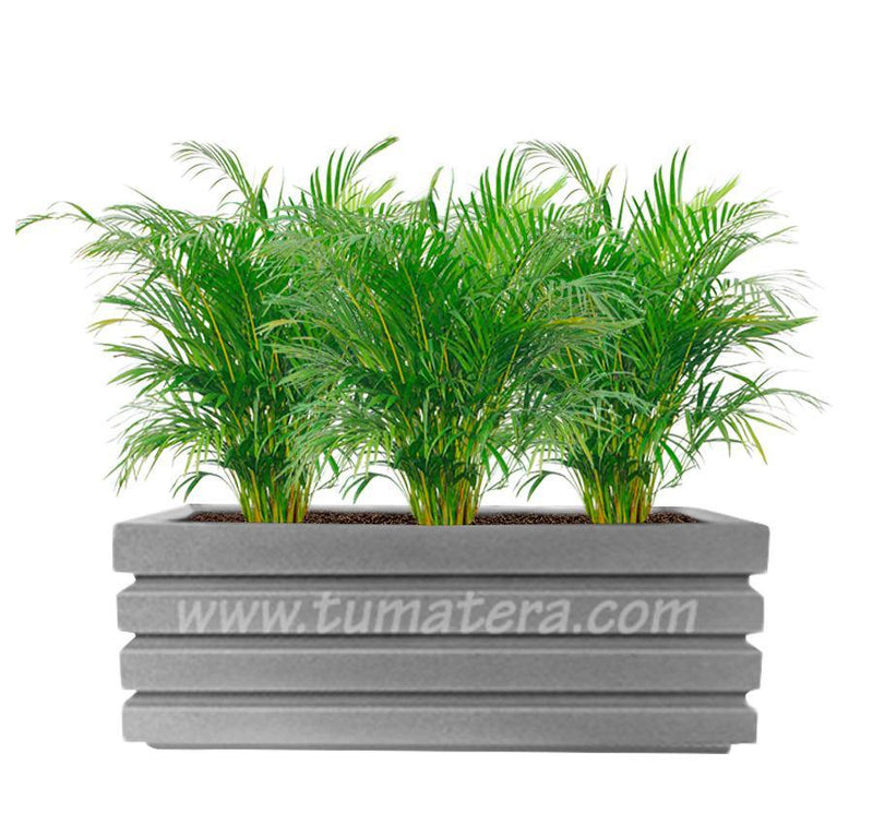 COMBO JARDINERA 100 X 45 CM CON PALMA ARECA - Tumatera.co