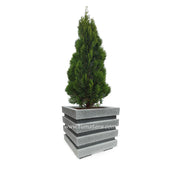 COMBO CUBO 48 CM CON PINO - Tumatera.co