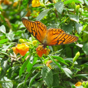 imágen planta con mariposa con acercamiento