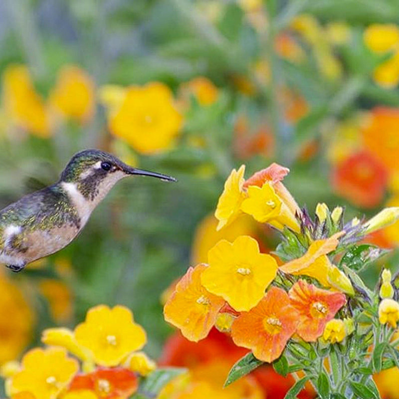 imágen planta mermelada y pájaro con acercamiento
