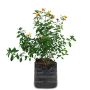 PLANTA MERMELADA B20 - Tumatera.co