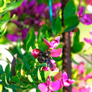 Planta Polygala vista cercana  de flores